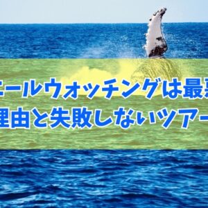 沖縄のホエールウォッチングは最悪だって？！つまらない７つの理由と失敗しないツアー選び